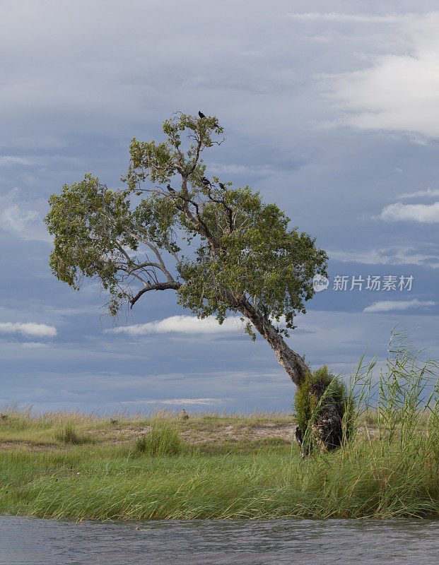 倾斜的树与芦苇鸬鹚，丘比NP，博茨瓦纳