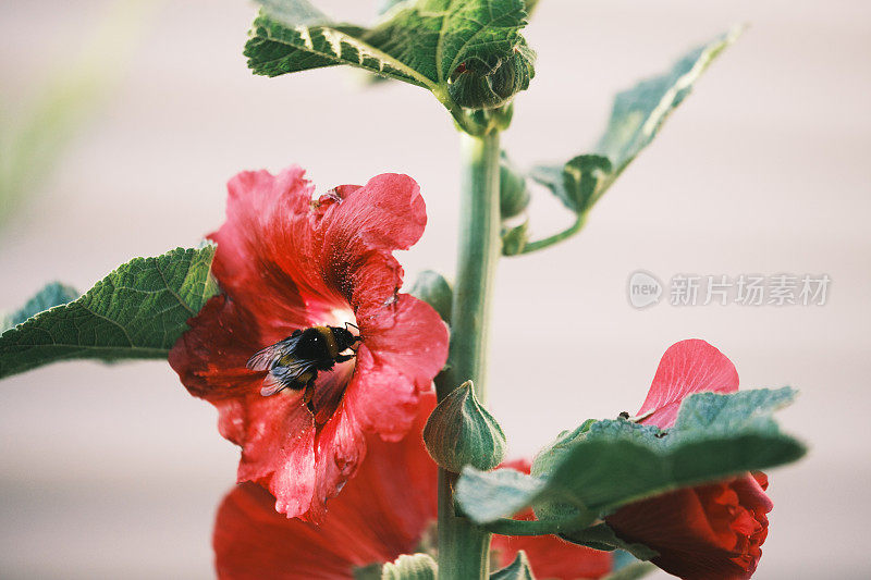 大黄蜂在花上的特写