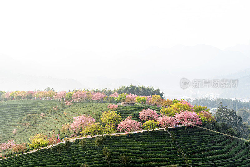 樱花盛开的茶园