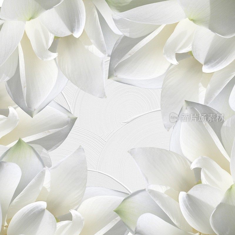 美丽的白色精致的春天花瓣莲花内衬的框架与空间的文本，墙纸，图案，模拟，背景