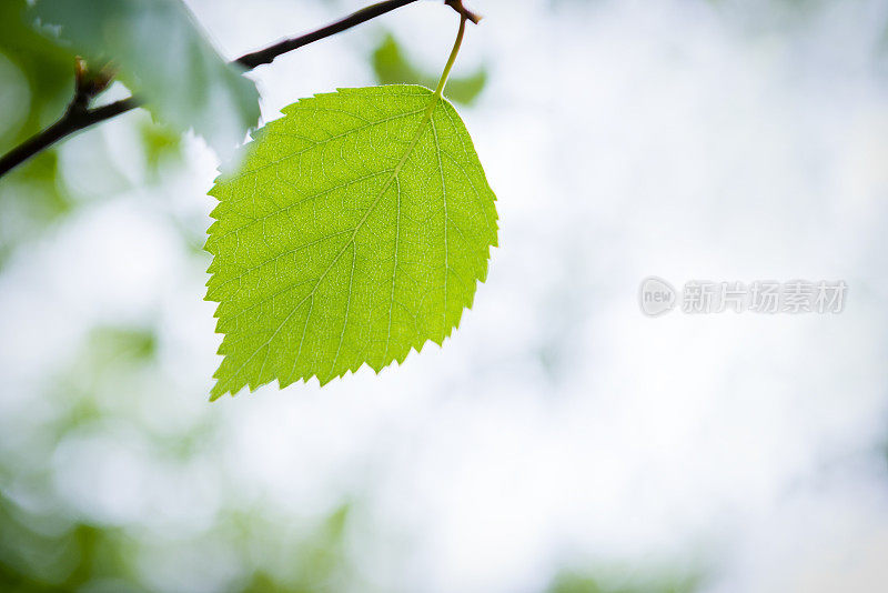 桦树叶子特写