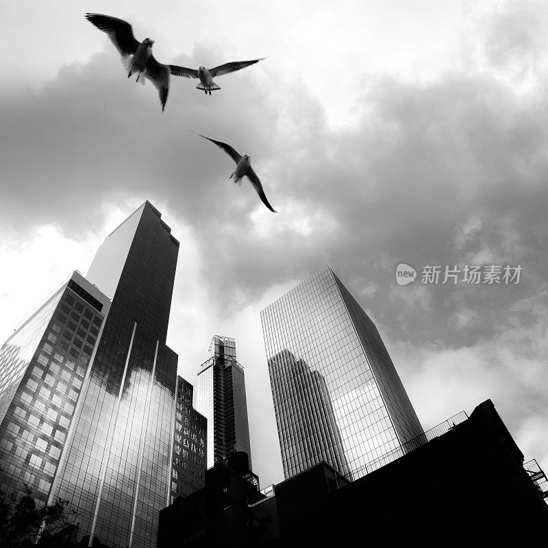 曼哈顿的城市景观，摩天大楼和空中的飞鸟