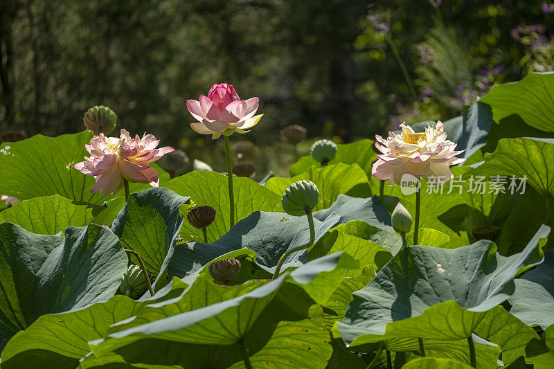 荷花在池塘里