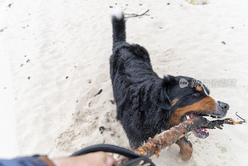 zenenhund是一只伯恩山犬，它正在沙滩上和主人玩耍，模仿攻击和打斗的动作。