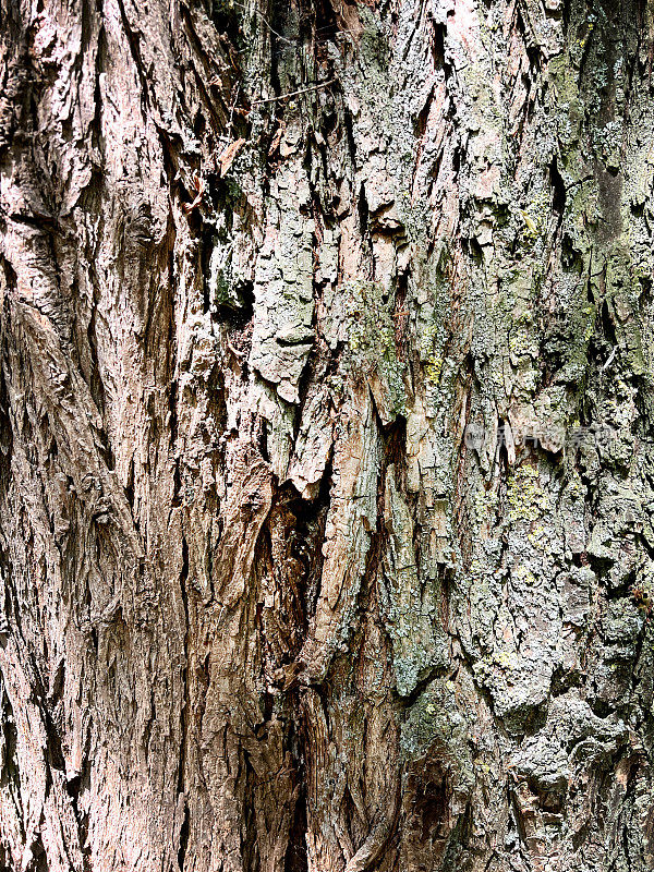树皮:用作纹理或背景的非常粗糙和干燥的树皮