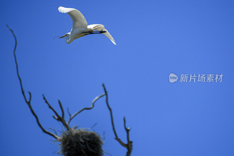 在埃尔克霍恩沼泽筑巢区飞行中的大白鹭