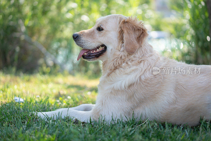 图为躺在草地上的金毛猎犬