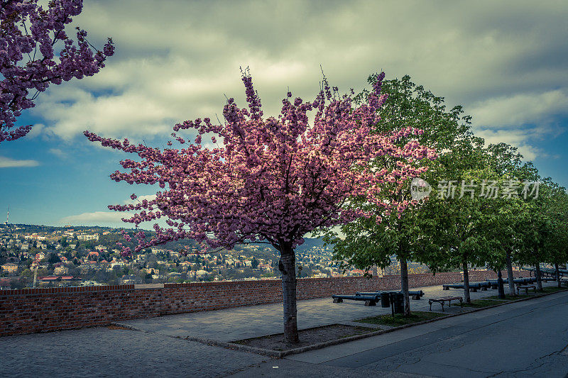 匈牙利布达佩斯，梅树盛开的小巷