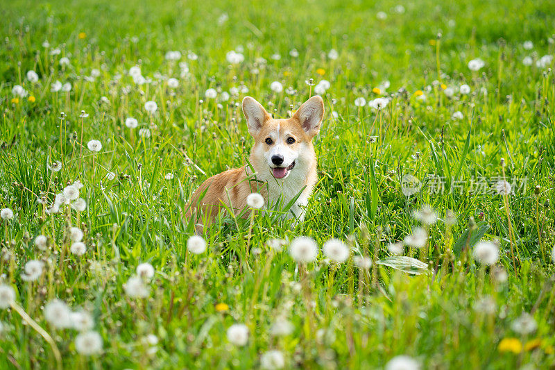 春天，一只彭布罗克威尔士柯基犬坐在草地上看着镜头