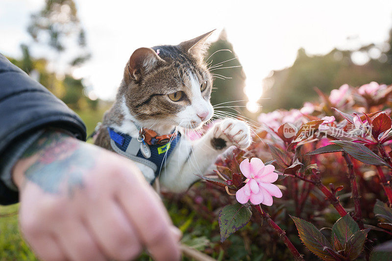 漂亮的猫在花丛中玩耍