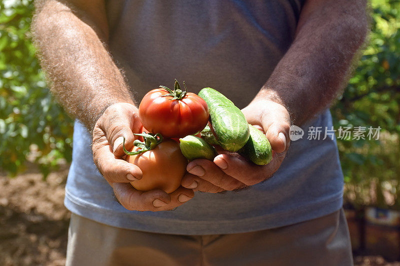 在菜园里，男性手拿着番茄和黄瓜