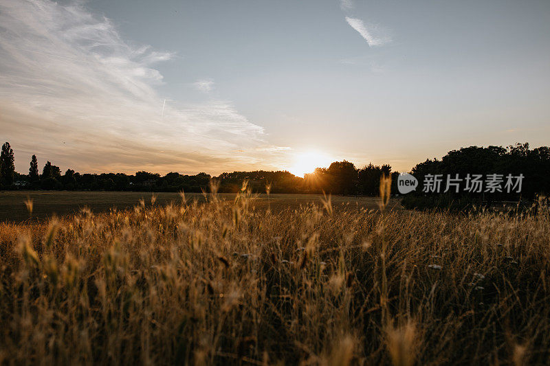 夕阳下的麦田