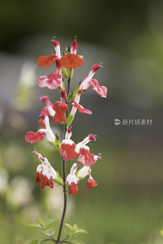 多年生鼠尾草在夏天开花