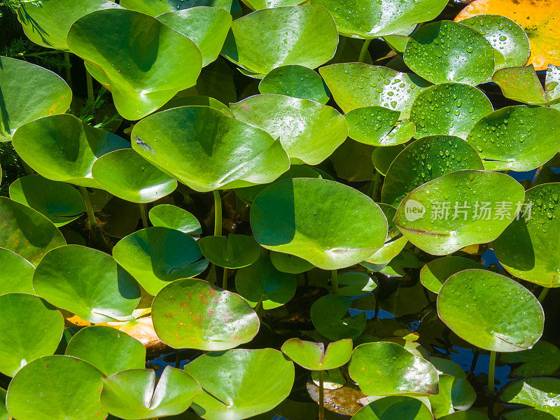 水滴在睡莲花瓣上