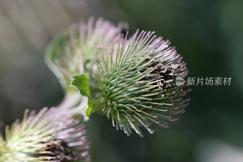 牛蒡，大牛蒡