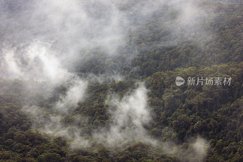 澳大利亚雨林上空升起薄雾