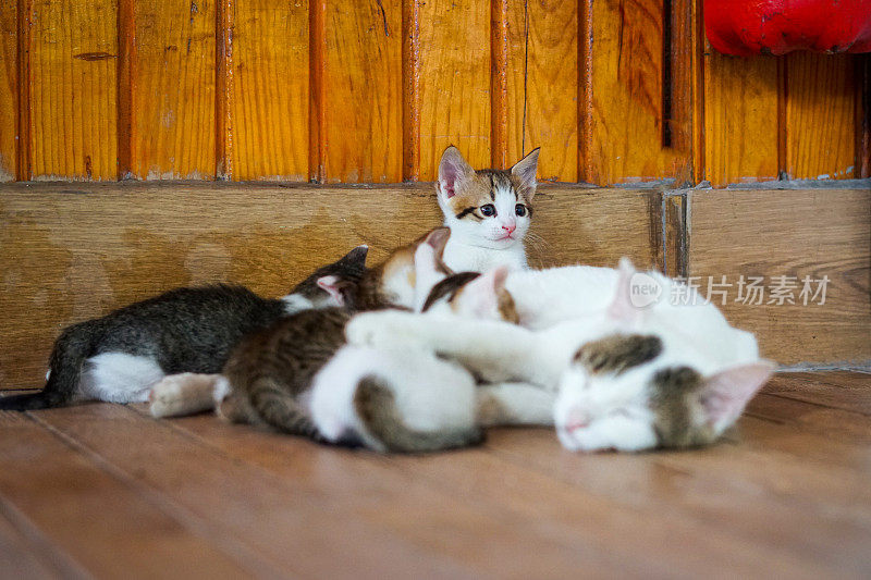 小猫的喂食时间