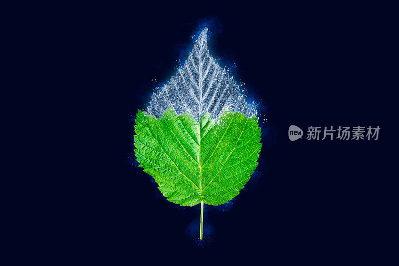 一个冰冻的覆盆子树绿色的叶子在深蓝色的背景，蓝色的冰覆盖在叶子上的效果