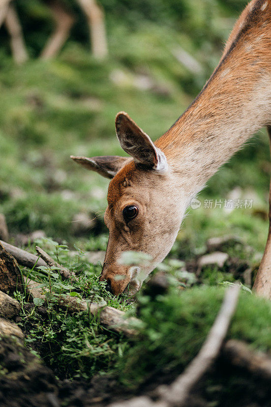 一只美丽的小鹿正在野外吃草