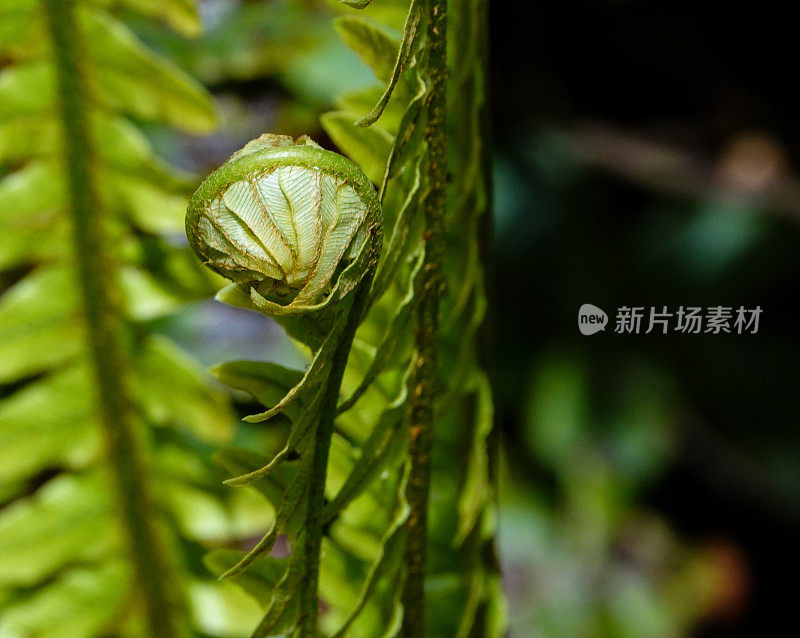 近距离展开的蕨类植物。