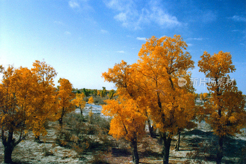 秋天，沙漠地区金色的胡杨