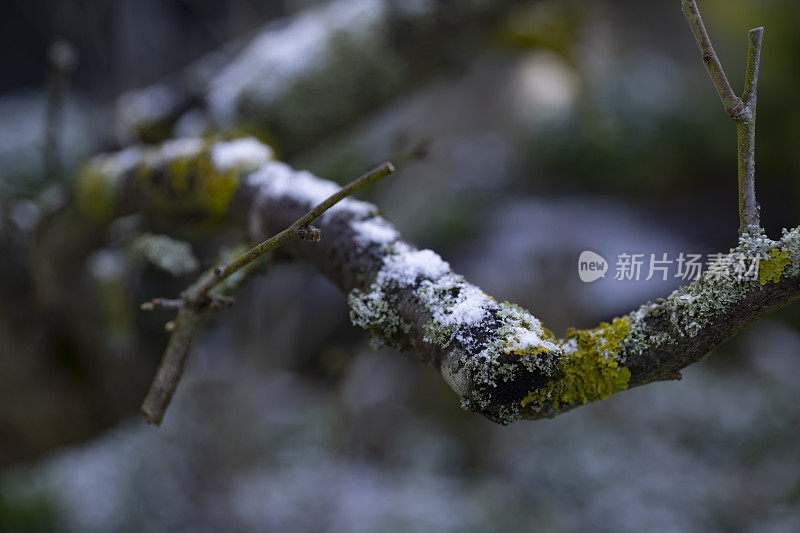 梅树树枝上的一层薄薄的雪