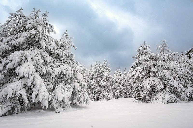 冬天的场景——森林里的树木被雪覆盖