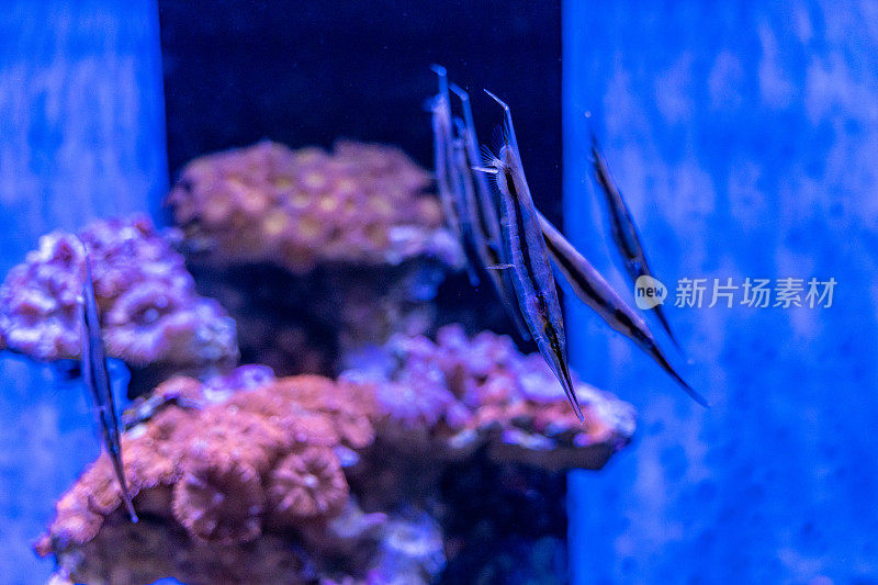 水族馆里的剃刀鱼