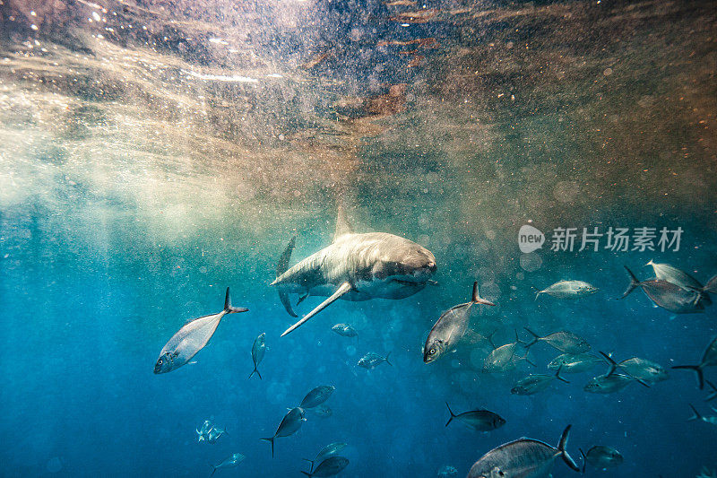 大白鲨带着血和鱼游过浑浊的水