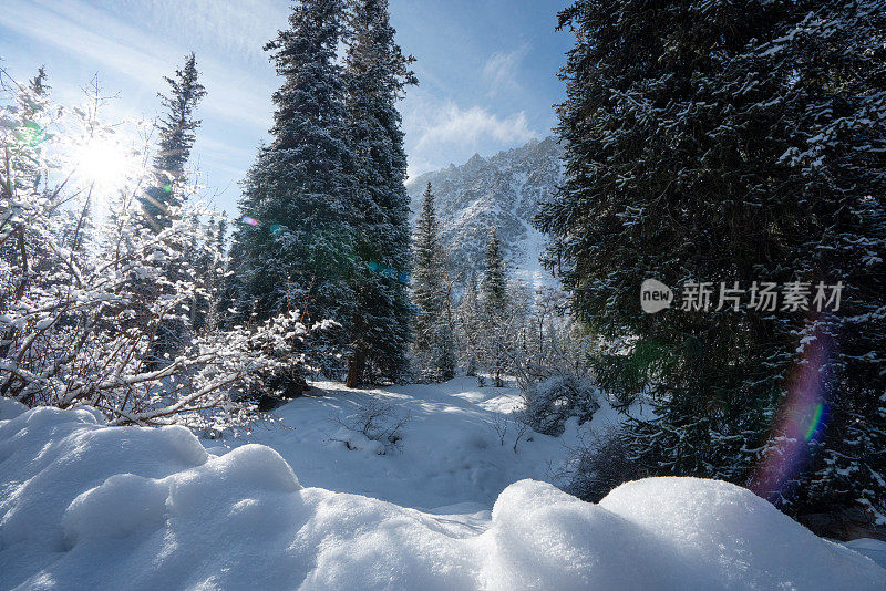 冬季景观秀丽，冷杉树林在山区