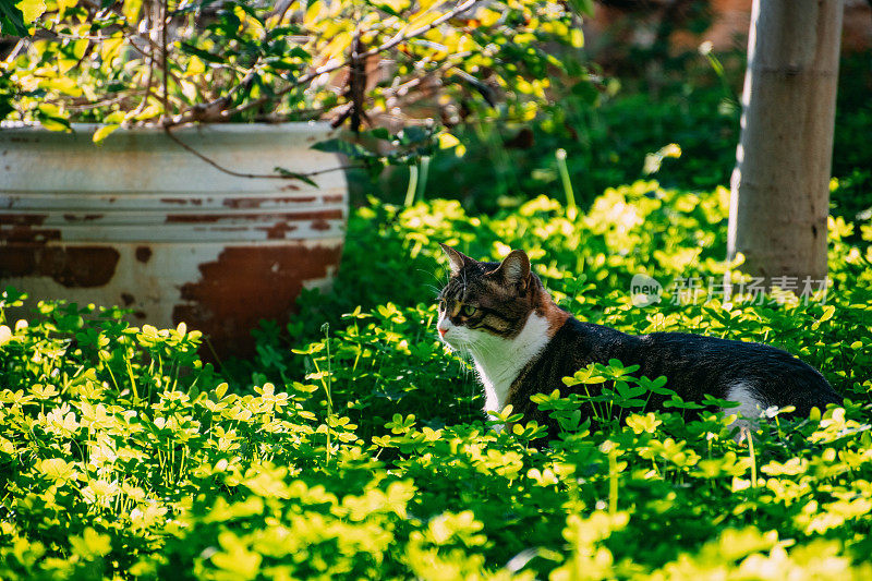 花园中的虎斑猫