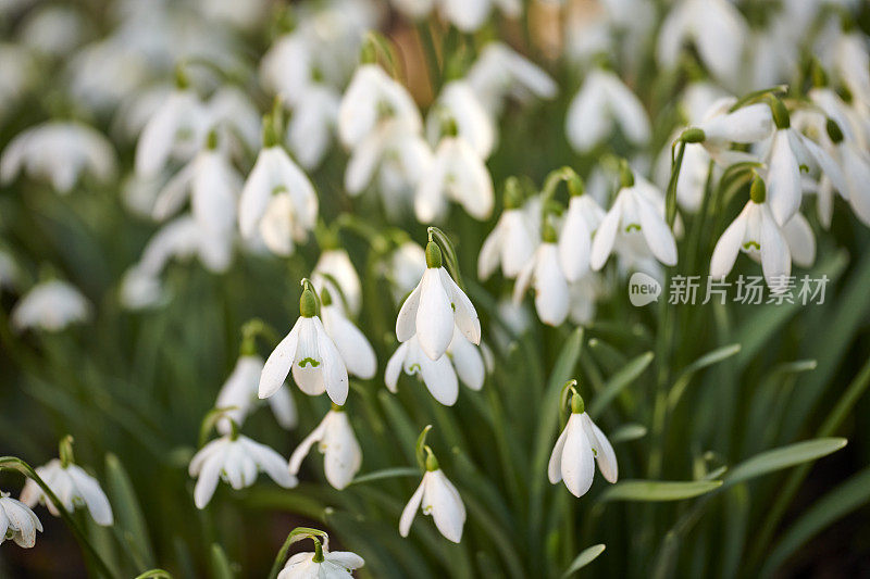 花园里的雪花莲