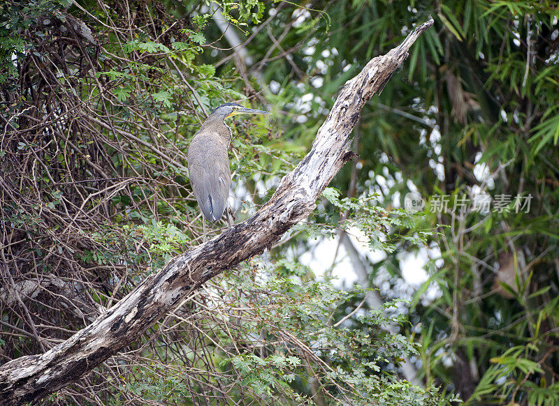 哥斯达黎加，幼虎鹭在鸟巢上