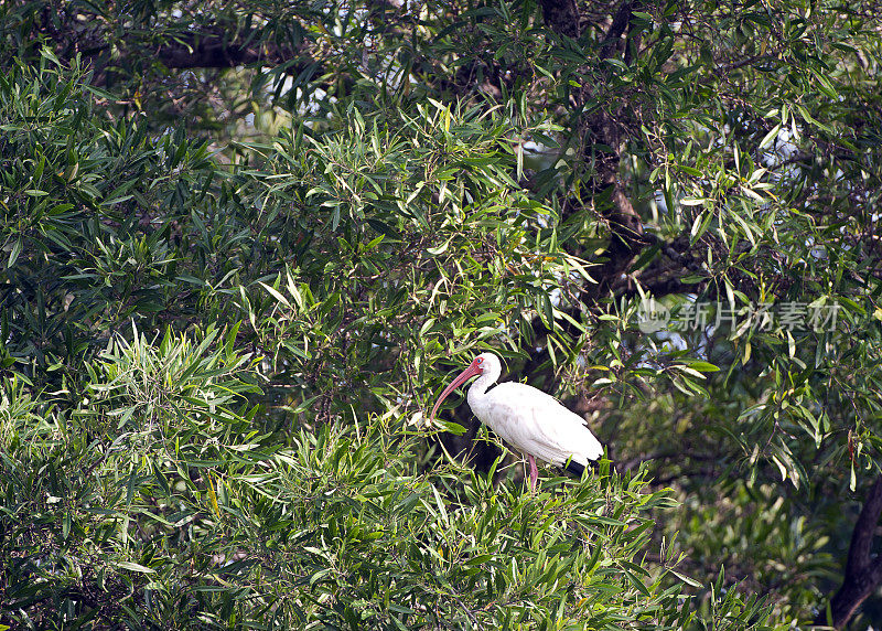 哥斯达黎加，休莫港，朱鹭栖息在茂密的树叶中