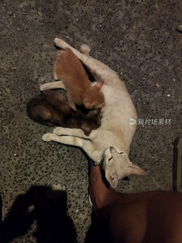 宠物猫和小猫