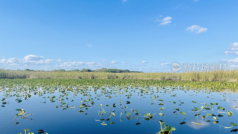 佛罗里达大沼泽地，天气晴朗