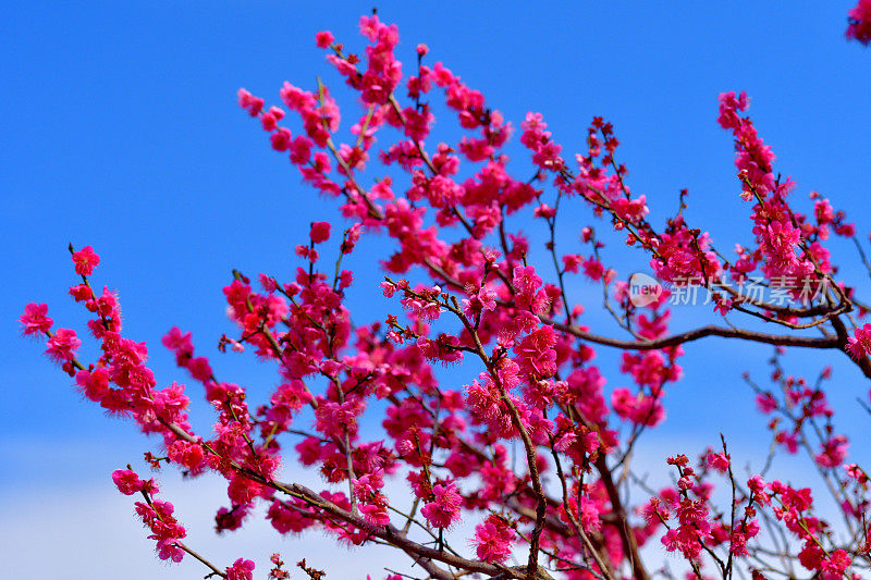 东京，日本公园里盛开的梅花