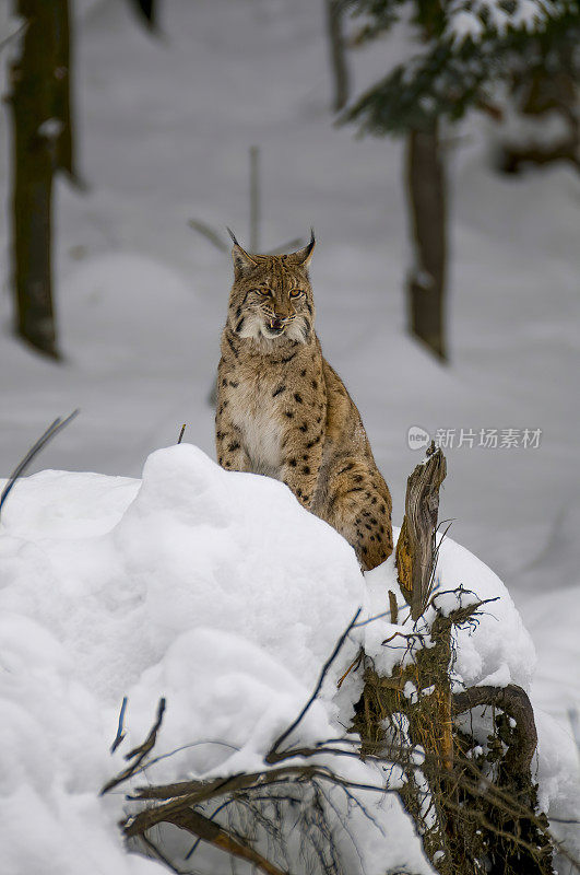 山猫在雪地里的自然巴伐利亚-德国