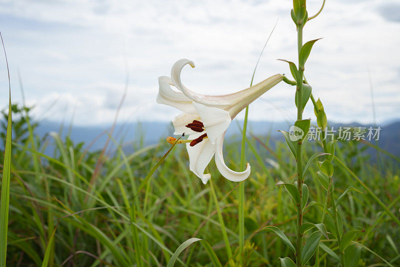 野百合