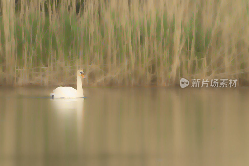 天鹅靠近芦苇床