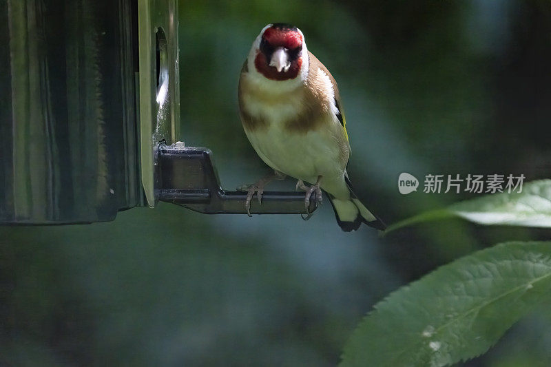 金翅雀在喂鸟器上