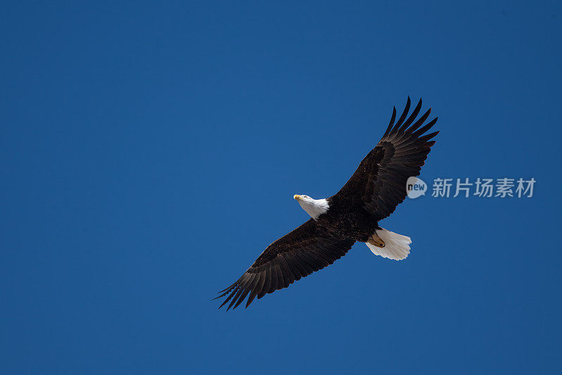 美国西北部蒙大拿州中部的秃鹰飞过摄像机