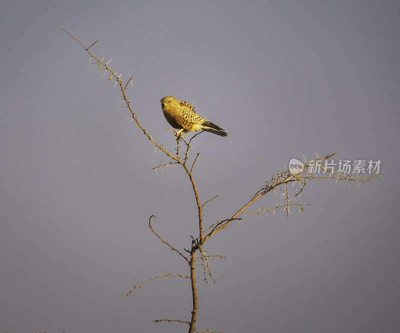 死树上的非洲鱼鹰