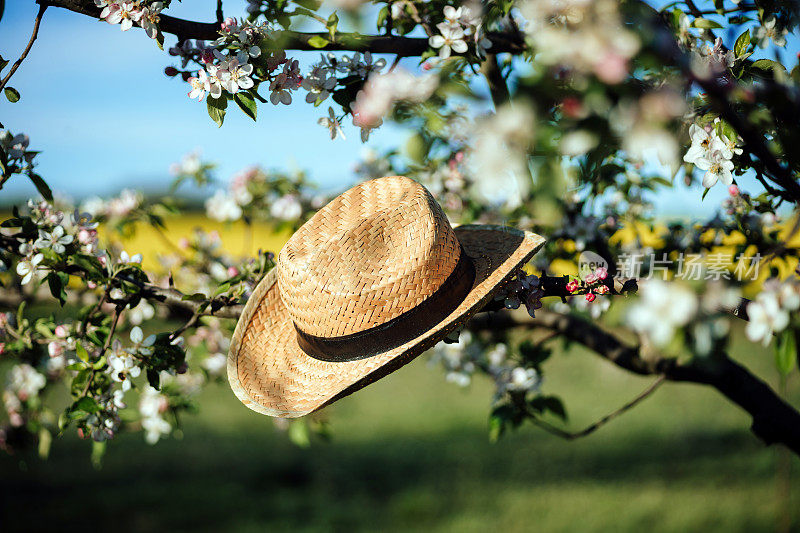 花园里盛开的苹果树上农民的草帽