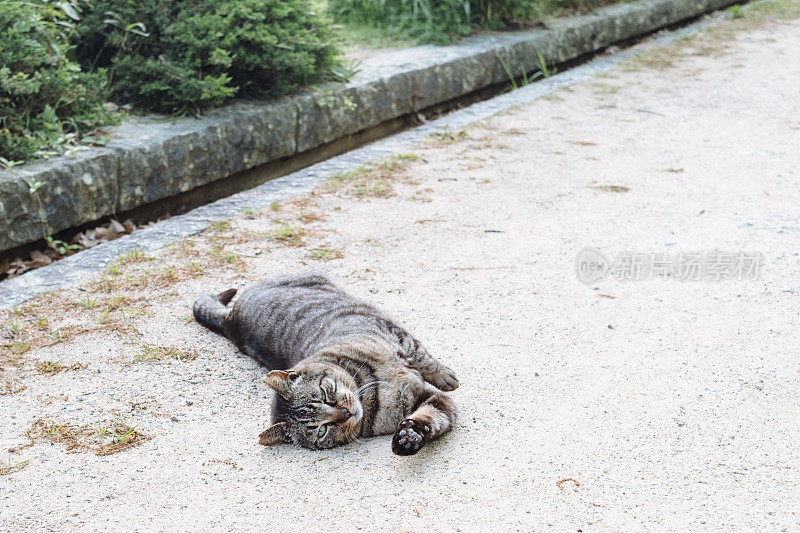 一只虎斑猫躺着伸懒腰