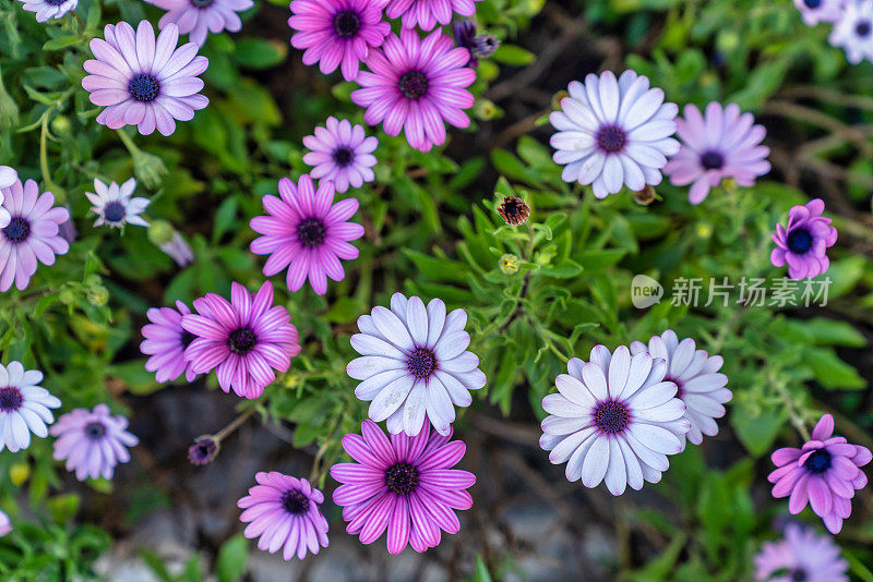 盛开的花园:盛开的花朵的彩色挂毯