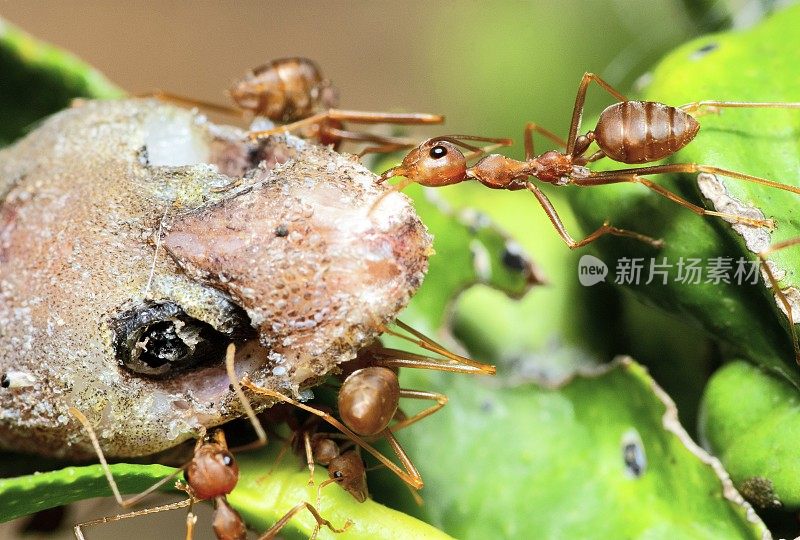 蚂蚁驮蜥蜴到巢——动物行为。