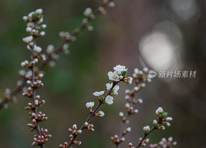 梅花在春天发芽