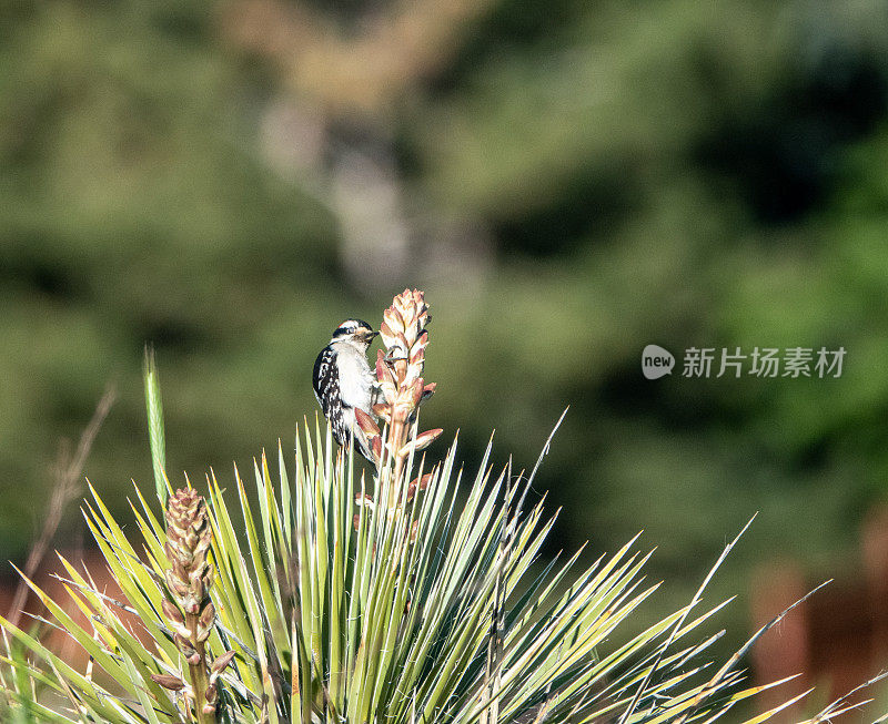 绒毛啄木鸟在丝兰上，在啄食时合上它的瞬膜(第三眼睑)以保护自己。