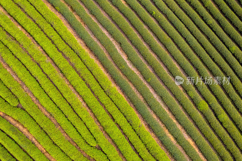 俯瞰茶园